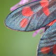 Zygaena transalpina